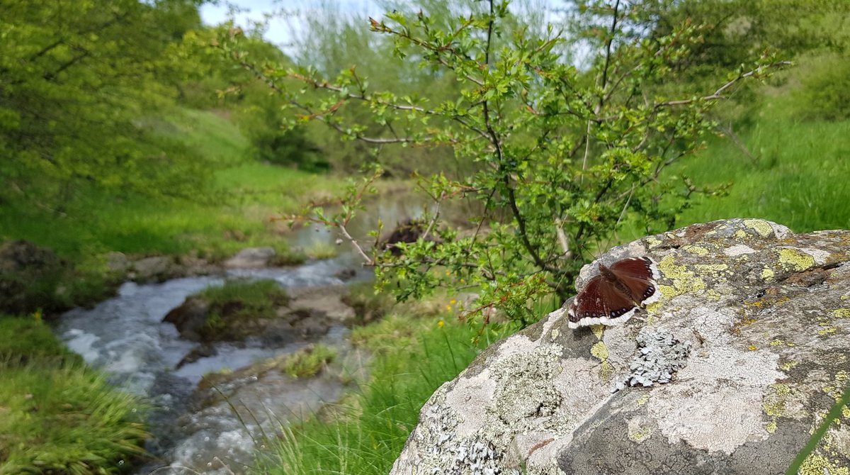 Butterflies extinct in NL: Camberwell Beauty (rouwmantel, N antiopa). Last Dutch population until 1964, after that only a few migrants every year, in some summers (1995, 2006, 2021) invasions from NE, E or SE. Some manage to hibernate, but so far no reproduction anymore.