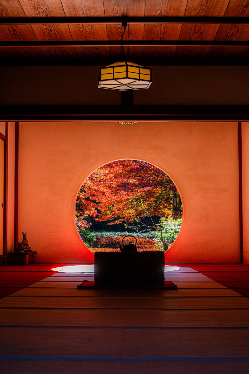 紅葉の見頃を迎えた明月院が美しいです