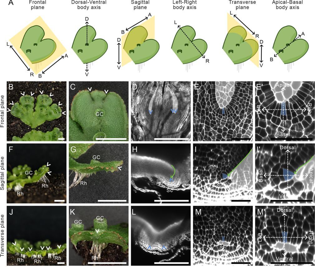 Development (@dev_journal) on Twitter photo Three-dimensional anatomy and dorsoventral asymmetry of the mature Marchantia polymorpha meristem develops from a symmetrical gemma meristem
Read this #OpenAccess Research Article by Victoria Spencer @vspencer3, Liam Dolan @DolanLab <a href="/gmivienna/">GMI Vienna gmivienna.bsky.social</a> and colleagues: Three-dimensional anatomy and dorsoventral asymmetry of the mature Marchantia polymorpha meristem develops from a symmetrical gemma meristem
Read this #OpenAccess Research Article by Victoria Spencer @vspencer3, Liam Dolan @DolanLab <a href="/gmivienna/">GMI Vienna gmivienna.bsky.social</a> and colleagues: