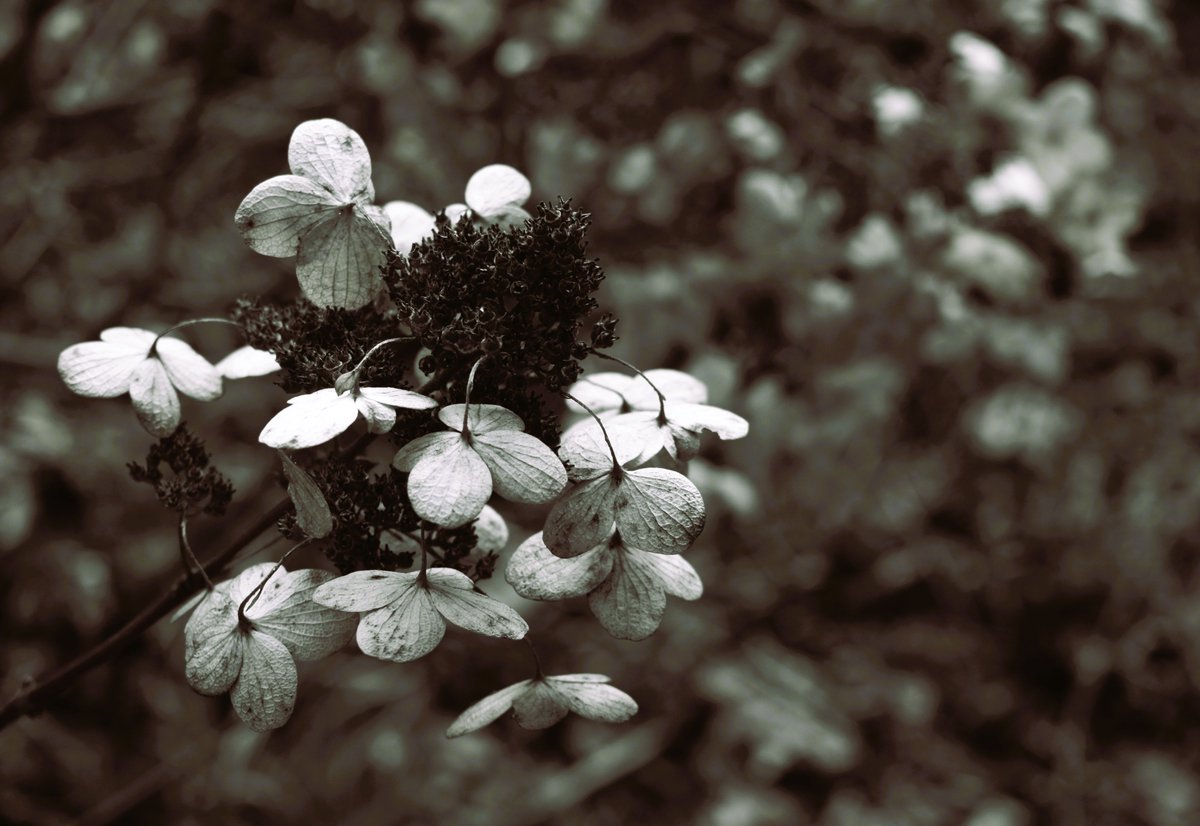 CharisPsallo's tweet photo. Hydrangea in winter. #Photography https://t.co/TSqQtL7Sr6