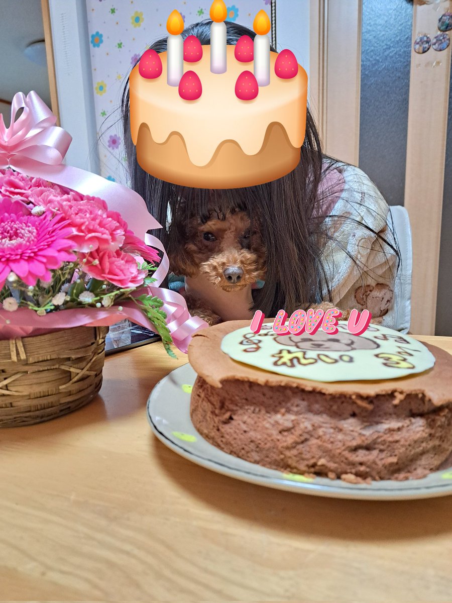 20th_5's tweet photo. 今日は娘とれいのお誕生日🎉
娘は進路が決まり一安心😆
キラキラで楽しい1年になりますように✨
れいは3歳になりましたฅ՞•ﻌ•՞ฅﾜﾝ♡
お散歩でわん��ゃんに会うとまだまだわちゃわちゃしますが、大分落ち着きました～🐶
いつも癒しをありがとう🥰
#トイプードル
#お誕生日
#手作りケーキ https://t.co/b37Lpt6ClI