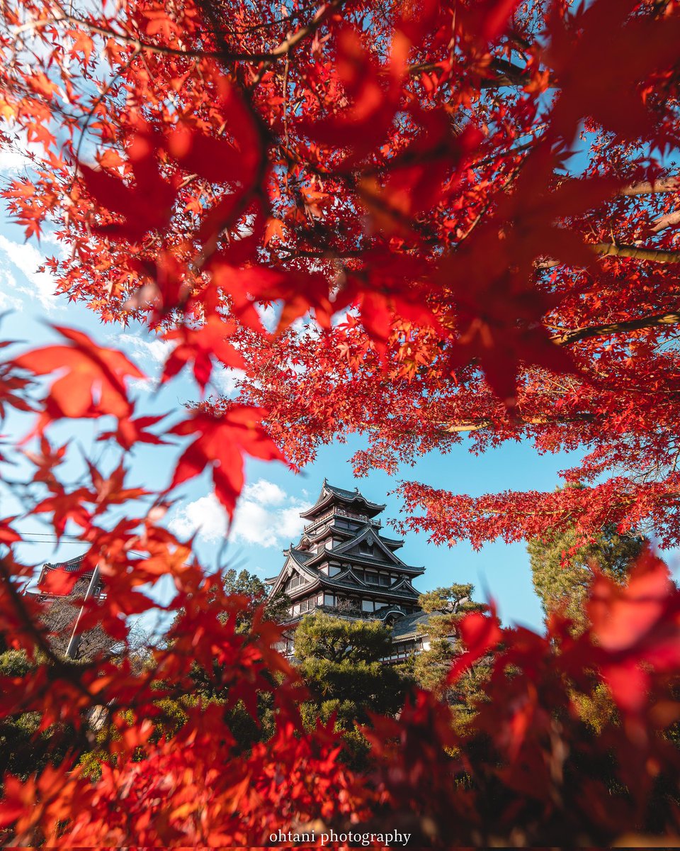 紅葉に包まれた京都にある伏見桃山城