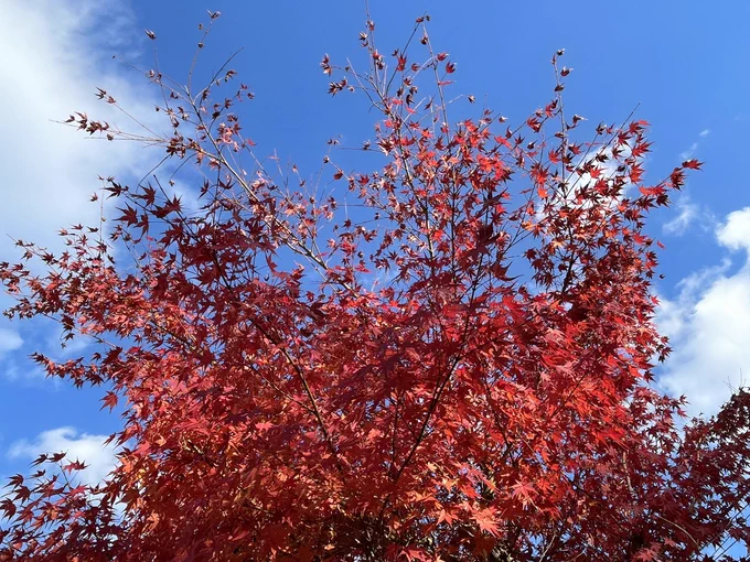 紅葉紅葉