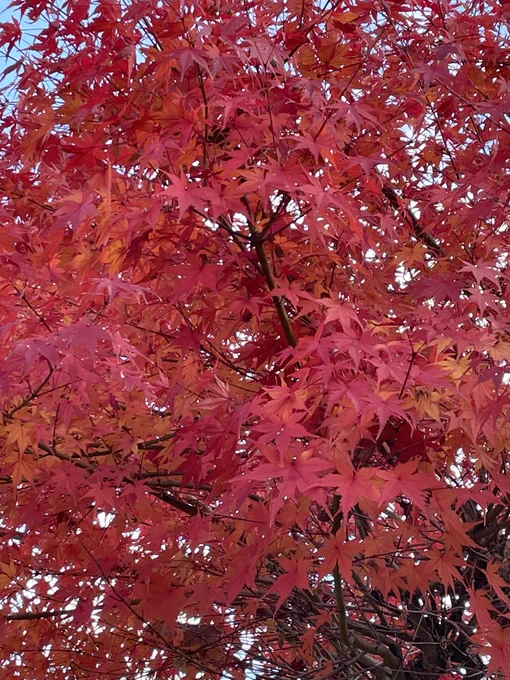 紅葉紅葉