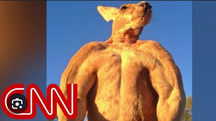 bugcolony's tweet image. claire just compared me to the buff kangaroo named "rodger"