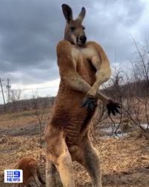 bugcolony's tweet image. claire just compared me to the buff kangaroo named "rodger"