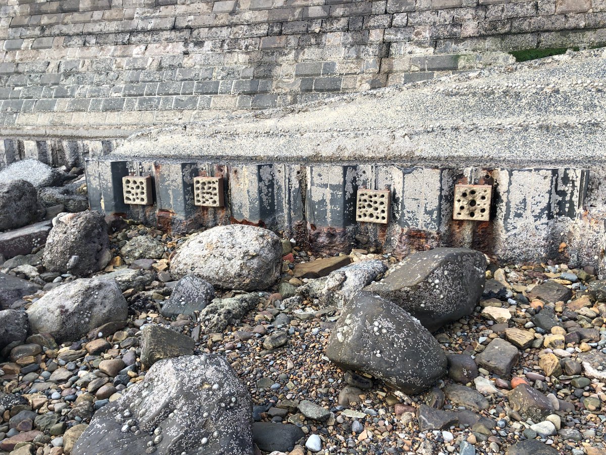 Yorkshire Wildlife Trust - Marine - Living Seas (@ywtlivingseas) on Twitter photo By adding habitats to sea defences & harbour walls, the <a href="/YorksMarineNP/">Yorkshire Marine Nature Partnership</a> 's Concrete Coast project is helping limpets, mussels & crabs thrive again! 🐚 With rising seas & shrinking habitats, this project uses sustainable solutions to help nature adapt 🦀
👉…rkshiremarinenaturepartnership.org.uk/discover/resea… By adding habitats to sea defences & harbour walls, the <a href="/YorksMarineNP/">Yorkshire Marine Nature Partnership</a> 's Concrete Coast project is helping limpets, mussels & crabs thrive again! 🐚 With rising seas & shrinking habitats, this project uses sustainable solutions to help nature adapt 🦀
👉…rkshiremarinenaturepartnership.org.uk/discover/resea…