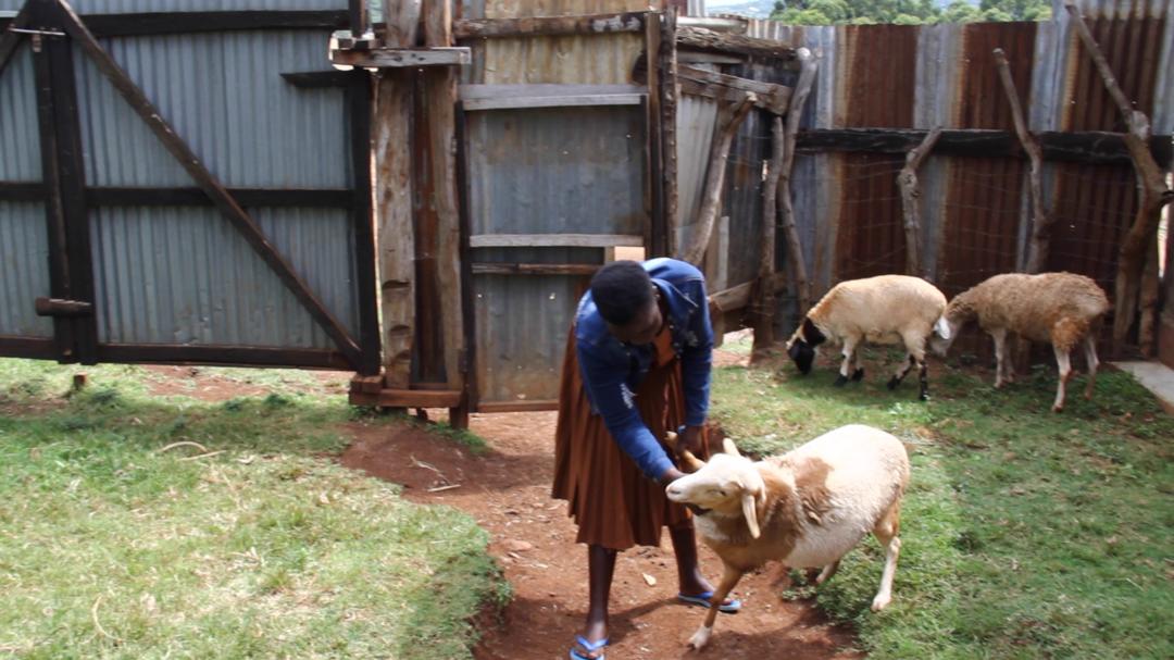 arihoamos2's tweet photo. Meet another Wealth Creation champion in Sebei region.
Chelangat Flora, a PDM beneficiary venturing in livestock (Sheep) in Bukwo district.
#lioness #NLLXV #KYU20thGrad #Luos #Timber #TOTCHE #FULARS #Vandy #Havertz #Mets #mastermind #Robin #YOYOK https://t.co/jcVuvJIPSP