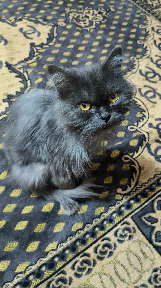 ShroukHaitham3's tweet photo. مش بخاف من القطط و انا صغيره كانوا بيناموا فى حضنى لحد مشرف استاذ خوخه البيت و هو محدد اقامتى بيبصلى كانى مرات ابوه https://t.co/88e2ucMxHn
