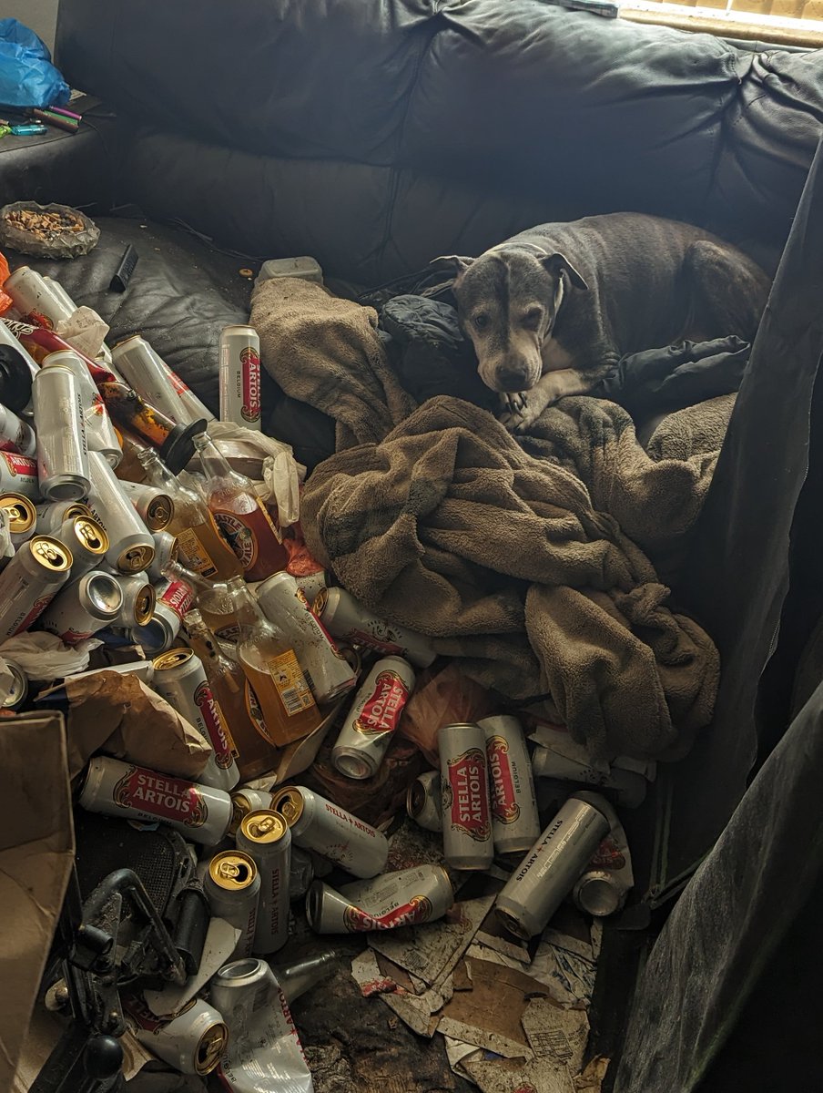 AdoptionsUk's tweet photo. Please retweet, CONVICTED | Paul Ashley Wilde. 41, from #Ormesby, #Middlesbrough - left his badly neglected elderly Staffy unattended in a bungalow littered with faeces, maggots and hundreds of empty lager cans 🌈🐶  - AVOIDS JAIL‼️ #UK 
Sentencing | lifetime ban from keeping any animal. Poppy, aged 14, suffered from a number of untreated health issues and had suffered long-term neglect at the hands of her alcoholic owner Paul Wilde.  RSPCA Inspector Clare Wilson went to Wilde's property on November 9, 2023, after the charity received reports of an unattended dog.  
When she arrived she spoke to neighbours who told her that Wilde had been taken to hospital and the bungalow had been left unlocked so people could get in and out to attend to the dog. In her written evidence to the court the inspector said: “It was immediately obvious that the bungalow was in a terrible state. There were faeces and urine all over the floors which we couldn’t avoid standing on. 
There was also an enormous amount of rubbish everywhere and hundreds of beer cans piled up, especially in the living room of the property. “There were flies and maggots all over a takeaway container in the living room, no windows open to provide ventilation and a disgusting smell. 
There was no food or water down for the dog and I didn’t see any bowls. There was only a very dirty mop bucket full of brown liquid which was not suitable for the dog to drink.” Poppy was found in the house and followed the inspector outside. 
She had long claws on her paws and staining around the eyes. A black, smelly discharge was coming from both ear canals which looked infected and caused her to pull away when they were touched, the court was told. Concerned by her poor health and conditions inside the property, the inspector called the police to assist. 
Poppy was removed and subsequently placed into the care of an RSPCA fosterer while the charity investigated the incident. The dog was examined at a vet later that day who diagnosed her with a chronic ear infection, dental disease and irritated eyes. 
She was put on medication and subsequently needed her ear canals flushed out and several teeth extracted. In mitigation, the court was told the case had been a ‘wake up call’ for Wilde who had sought help for his drink addiction and had successfully completed rehabilitation and was now alcohol free. 
After she was found, Poppy was cared for in an RSPCA foster home and enjoyed life for almost a year. Sadly she developed mammary tumours and other age-related health problems and the decision was made by a vet to put her to sleep to prevent further suffering. 
Wilde pleaded guilty to two offences contrary to the Animal Welfare Act 2006 following the investigation and prosecution by the RSPCA.  
Speaking after the case had concluded, Inspector Wilson said: “Poppy was an elderly dog who needed extra special care in her twilight years, but she was living in a disgusting environment that wasn’t fit for humans or animals and her health issues hadn’t been addressed. I’m so glad she was signed over and got to enjoy life in a loving and comfortable foster home while we waited for this case to conclude." 
Details and credit to... https://t.co/acGEqaPVl8…

 #dogs #adoptdontshop @SeniorStaffy @LurcherSOS @rickygervais @APDAWG1 @HopeRescue @WWPdogs @GMB @lorraine @EamonnHolmes @ChrisGPackham @domdyer70 @dotslondon @marcthevet @PeterEgan6 @BBCNews @itvnews @WalesOnline @AlisonHammond @andreajenkyns @RosieDuffield1 @MissingPetsGB @DogLost_UK @Nightowl400 #adoptdontshop #England #Woking #Wales #Scotland @radioleary @DannyVet #PaulAshleyWilde

Please retweet so people know never to sell Paul Ashley Wilde a dog again‼️‼️