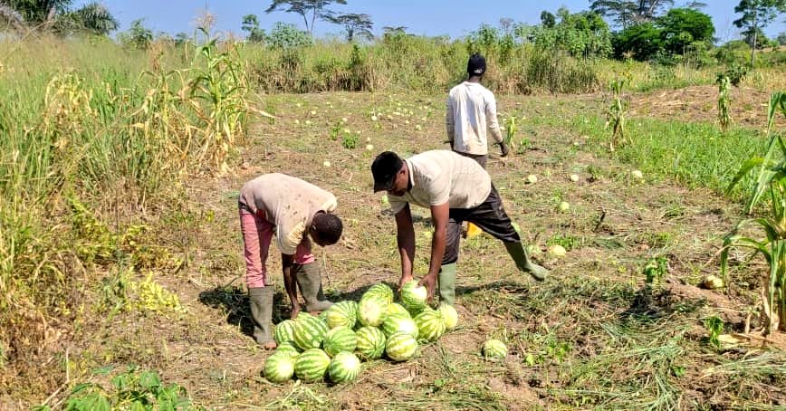 FAOCameroun's tweet photo. Débutons la semaine par cette récolte de pastèques 🍉 dans le cadre du #PULCCA
🌾💪 Fiers de soutenir les agriculteurs de #Dimako dans la lutte contre l'insécurité alimentaire.
Ces fruits génèrent des revenus aux bénéficiaires et contribuent à améliorer la nutrition des familles. https://t.co/Du1mPJbsZo