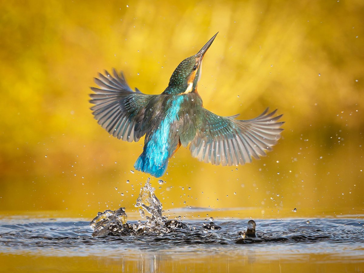 martingoffphoto's tweet photo. Female Kingfisher launching out of the water after an unsuccessful dive for fish 😊

🦅 Kingfisher (Alcedo atthis) 
📷 OM System OM1ii with Olympus 100-400mm lens
🗺️ Teddesley Park Estate, Staffordshire 

#britishwildlife #omsystem #procapture #om1 #kingfisher #colourfulbirds https://t.co/hc6XCHIzFy
