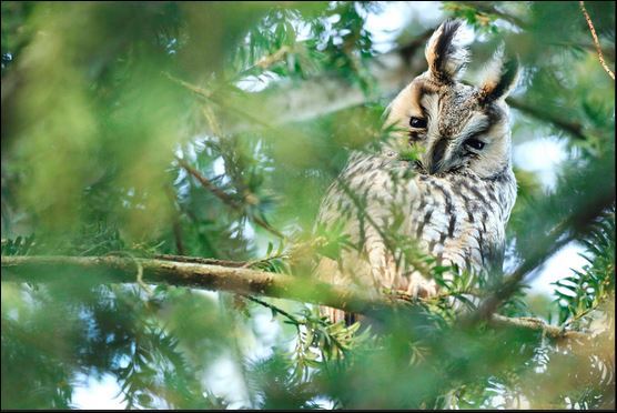 quirkiebird's tweet photo. #MondayMood

Long-eared owl
Joke Hulst https://t.co/HON6dldTVk