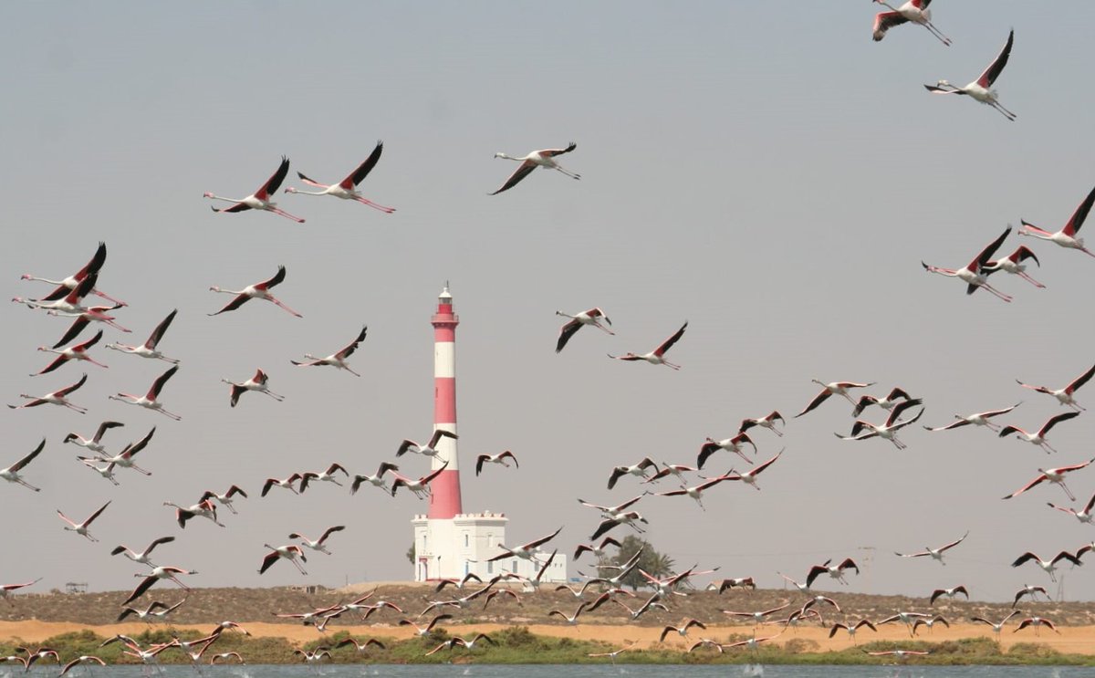 mare__alb's tweet photo. 🦩 Les flamants roses sont menacés par l'élévation du niveau de la mer en #Méditerranée - un phénomène qui frappe particulièrement la Tunisie 🇹🇳.

Préserver nos #MaraisSalants est un enjeu majeur pour assurer leur avenir et préserver la biodiversité. https://t.co/qcW6gujVT7