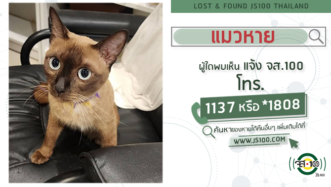 js100radio's tweet photo. แมวหายจากหมู่บ้านซิตี้เซนส์ เพชรเกษม-สาย4 อ.กระทุ่มแบน จ.สมุทรสาคร ผู้ใดพบเห็นแจ้ง JS100 โทร *1808 หรือ 1137 https://t.co/YtR73Ajg1O https://t.co/SLXgX2cZnY