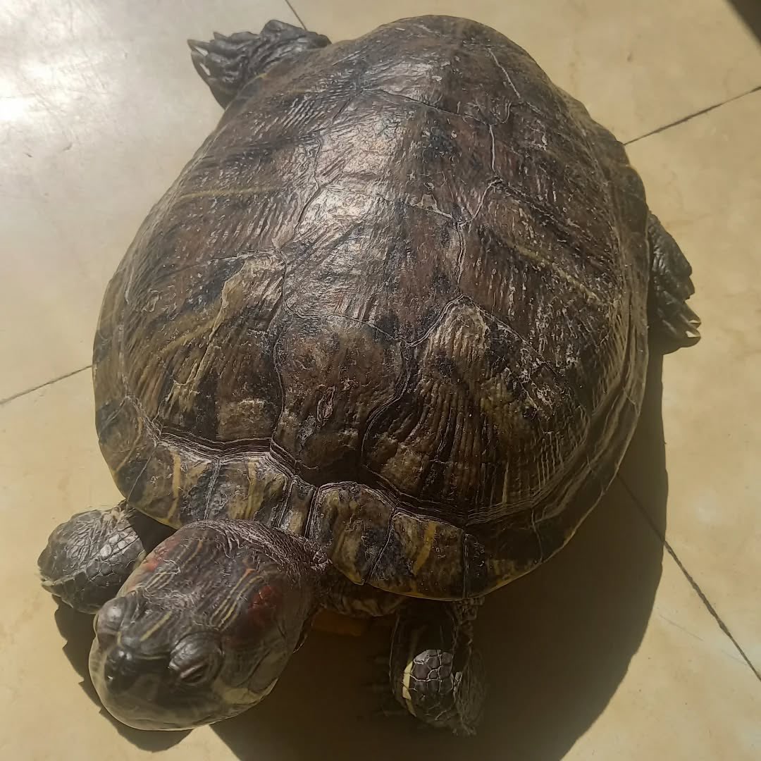 changsiaogui_gu's tweet photo. https://t.co/opqElDPGyY

#巴西龜 #紅耳龜 #turtle https://t.co/XHnb3jxkFh