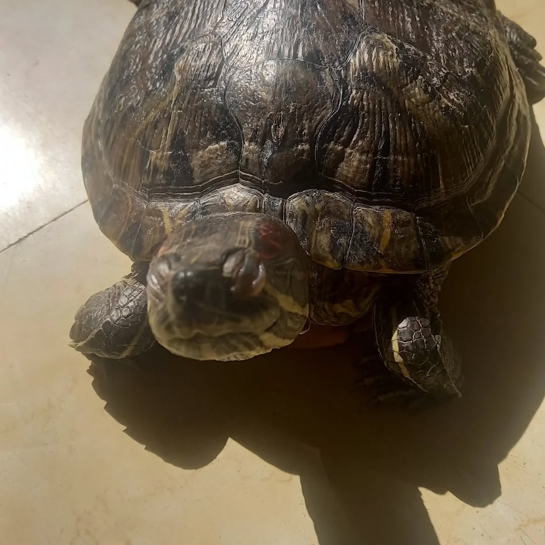 changsiaogui_gu's tweet photo. https://t.co/opqElDPGyY

#巴西龜 #紅耳龜 #turtle https://t.co/XHnb3jxkFh