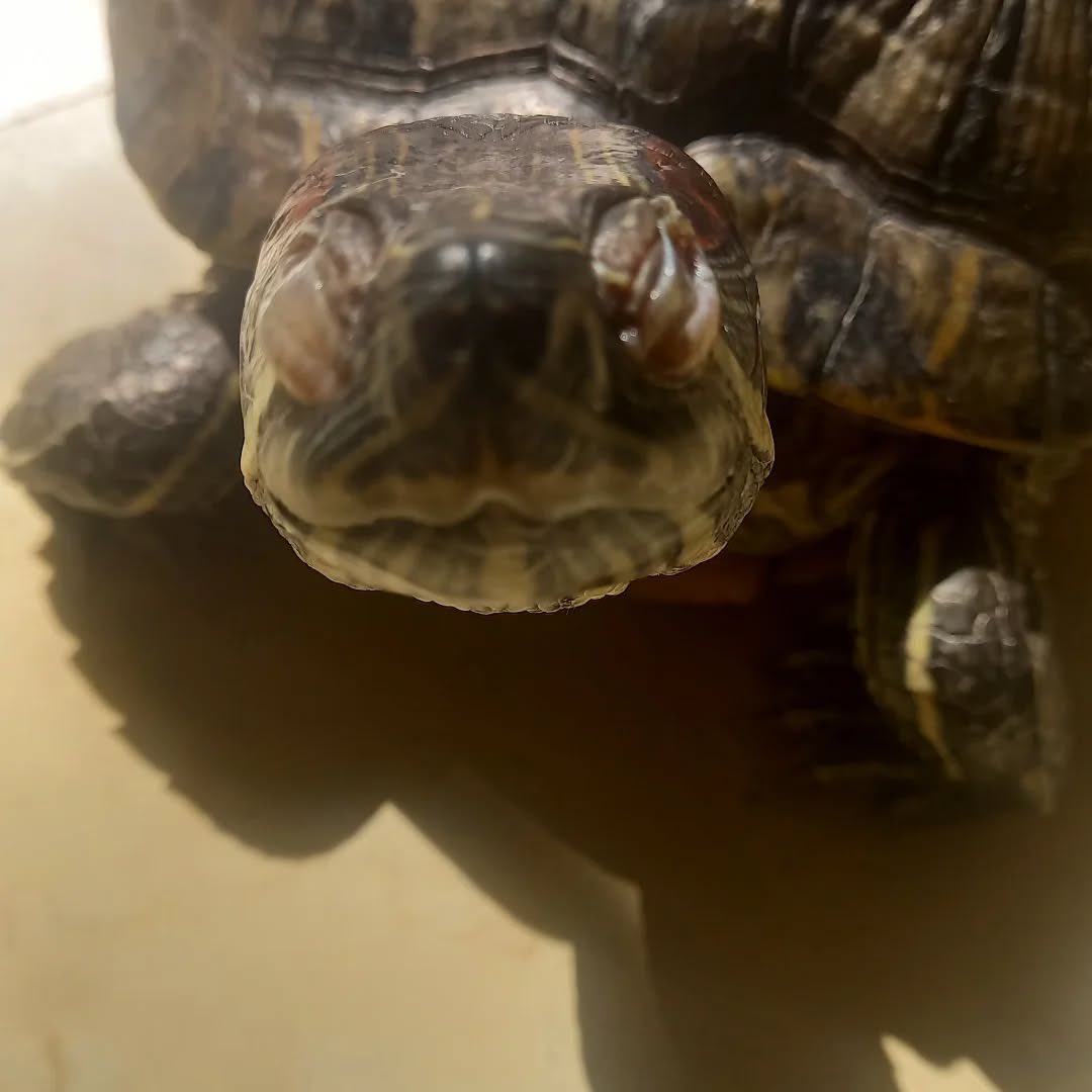 changsiaogui_gu's tweet photo. https://t.co/opqElDPGyY

#巴西龜 #紅耳龜 #turtle https://t.co/XHnb3jxkFh