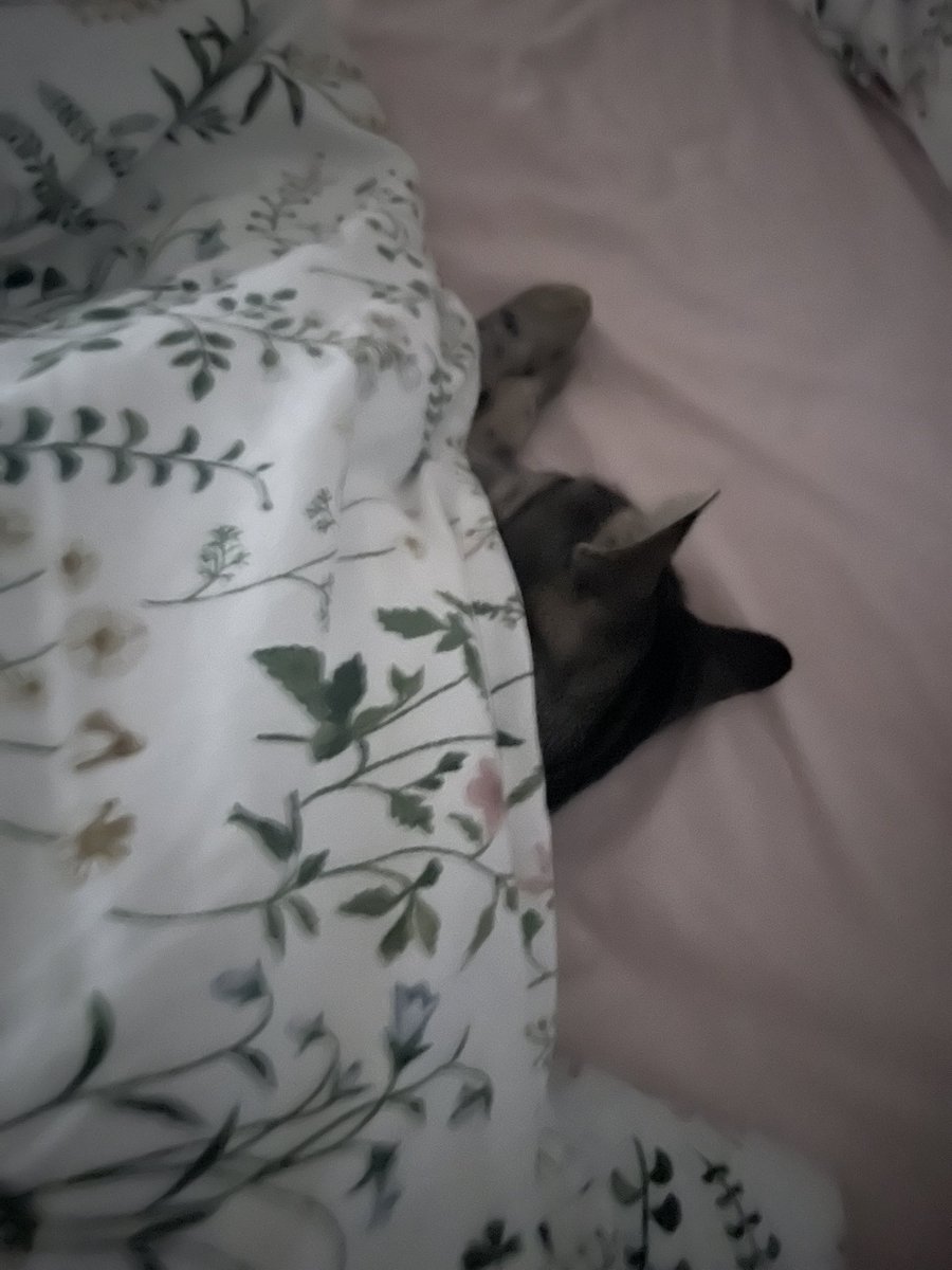 MailiLescano's tweet photo. Esta gata me hace bosta https://t.co/zJwNjMWdLK