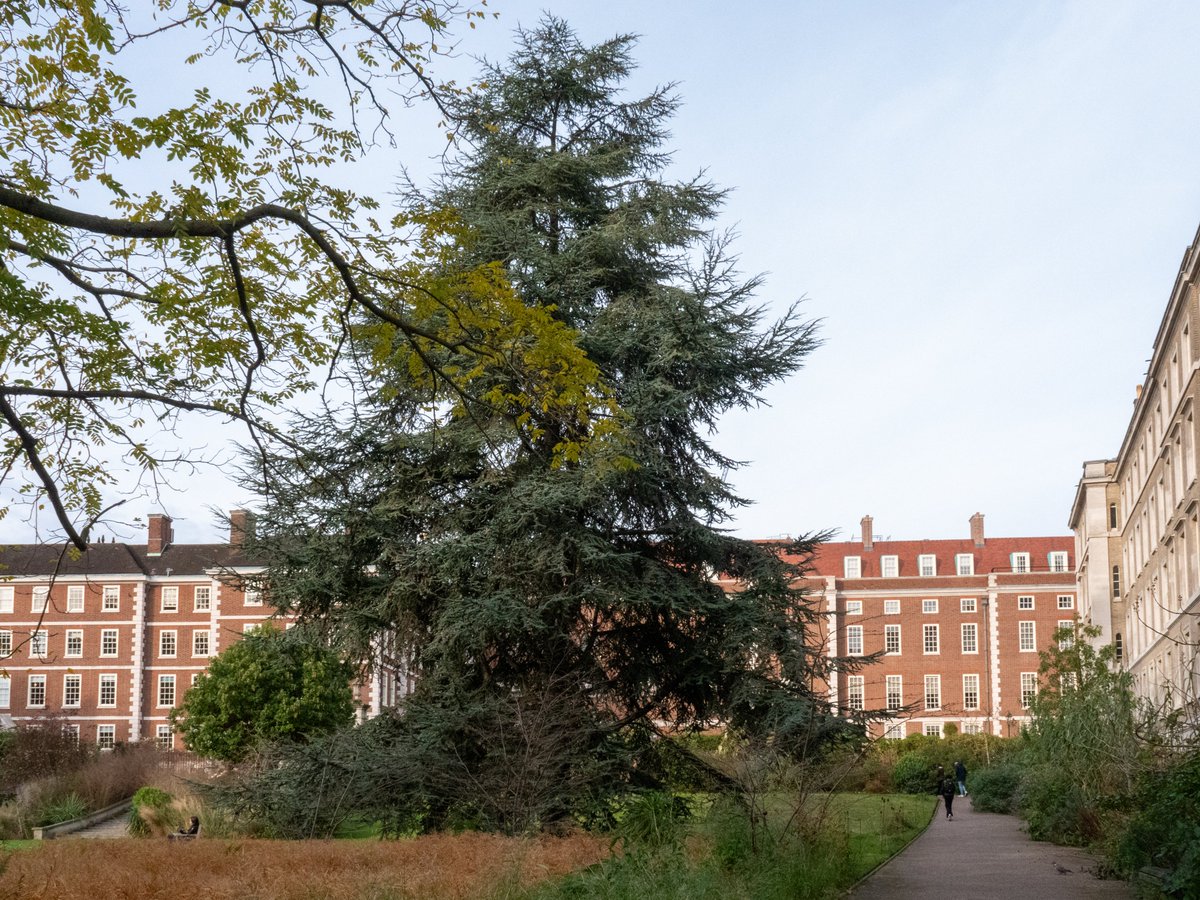 Huge thanks to head gardener Sean and the team for welcoming Invisible Palace gardeners to Inner Temple Garden 🌱 We were inspired by the garden’s beautiful winter interest and a wildlife friendly-approach. What a wonderful day!
#InnerTempleGarden