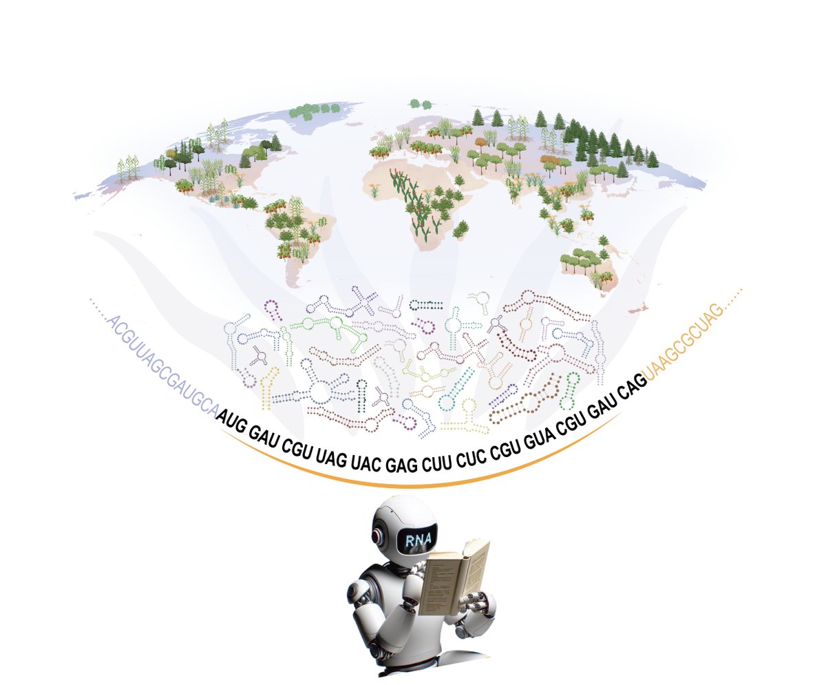 John Innes Centre (@johninnescentre) on Twitter photo NEWS - Breakthrough AI model can translate the language of plant life
Plant RNA-FM, a pioneering Artificial Intelligence (AI) model able to understand the genetic “language” pattern of plants, has been launched <a href="/YiliangDing/">Yiliang Ding</a> <a href="/UniofExeter/">University of Exeter</a>
okt.to/ClP4OI NEWS - Breakthrough AI model can translate the language of plant life
Plant RNA-FM, a pioneering Artificial Intelligence (AI) model able to understand the genetic “language” pattern of plants, has been launched <a href="/YiliangDing/">Yiliang Ding</a> <a href="/UniofExeter/">University of Exeter</a>
okt.to/ClP4OI