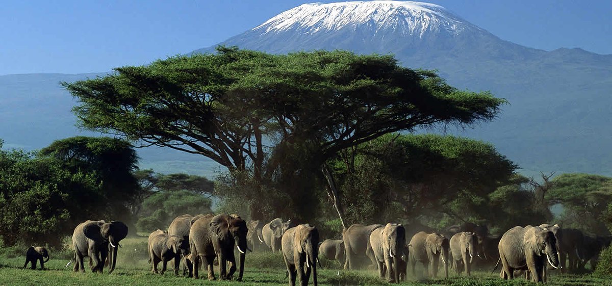 SseseRave's tweet photo. Ready to trade your office chair for an elephant’s shadow? 🐘 Join us in the "Land of Giants," where Mount Kilimanjaro photobombs every picture, and lions couldn’t care less about your Instagram feed.

Why You’ll Love It: The game drives are so good https://t.co/NReSLLDYXc