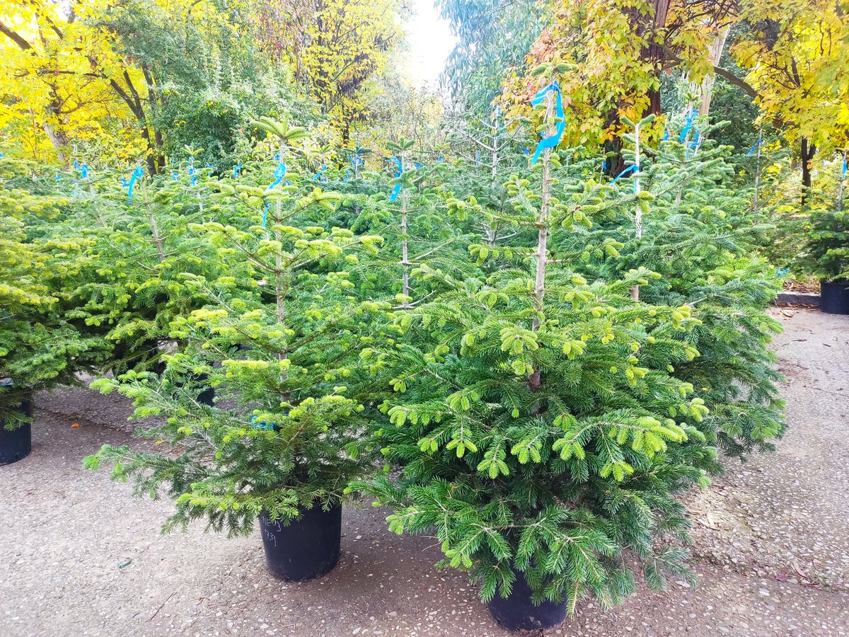 La_UPM's tweet image. 🎄Ahora sí que sí, podemos decir que estamos en Navidad. Pero si todavía no has decorado tu casa, en la #UPM te lo ponemos más fácil, y mucho más sostenible, con los abetos naturales de @montes_upm.
Tienes hasta el 🗓️19/12.
ℹ️short.upm.es/8vl2w
#somosUPM