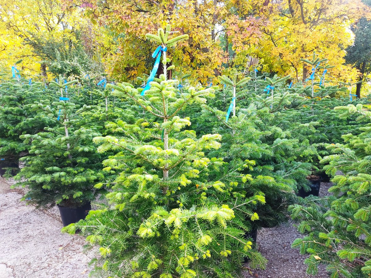 La_UPM's tweet image. 🎄Ahora sí que sí, podemos decir que estamos en Navidad. Pero si todavía no has decorado tu casa, en la #UPM te lo ponemos más fácil, y mucho más sostenible, con los abetos naturales de @montes_upm.
Tienes hasta el 🗓️19/12.
ℹ️short.upm.es/8vl2w
#somosUPM