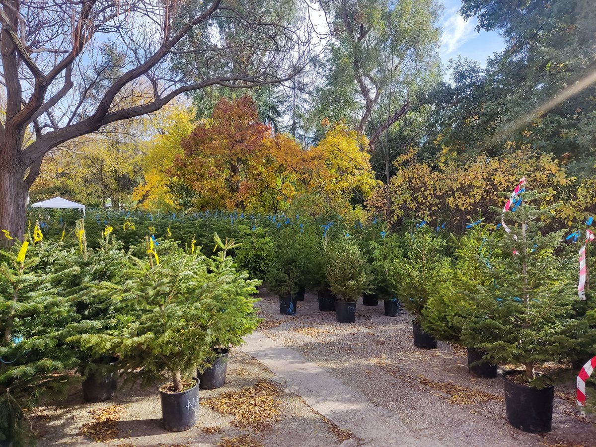 La_UPM's tweet image. 🎄Ahora sí que sí, podemos decir que estamos en Navidad. Pero si todavía no has decorado tu casa, en la #UPM te lo ponemos más fácil, y mucho más sostenible, con los abetos naturales de @montes_upm.
Tienes hasta el 🗓️19/12.
ℹ️short.upm.es/8vl2w
#somosUPM