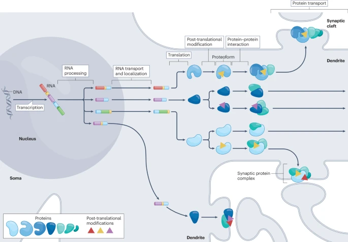 Nature Rev Neurosci (@natrevneurosci) on Twitter photo Understanding the molecular diversity of synapses — a Review by Marc van Oostrum & Erin M. Schuman
go.nature.com/3ZKmRVx
<a href="/Marc_vOo/">Marc van Oostrum</a> <a href="/erin_schuman/">Erin schuman</a> Understanding the molecular diversity of synapses — a Review by Marc van Oostrum & Erin M. Schuman
go.nature.com/3ZKmRVx
<a href="/Marc_vOo/">Marc van Oostrum</a> <a href="/erin_schuman/">Erin schuman</a>