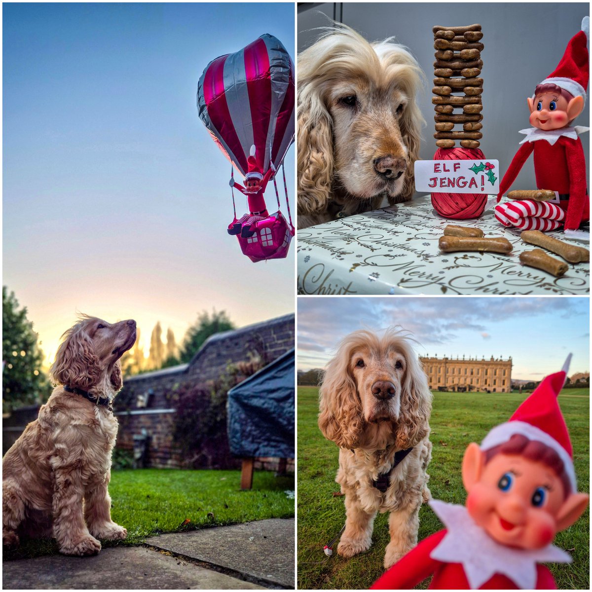 HearingDogs's tweet photo. Look who's back! 🙈

Get set for another Christmas full of hearing dog Albert's adventures with the Naughty Elf  🤣🐶 https://t.co/RoLzQYBqmS