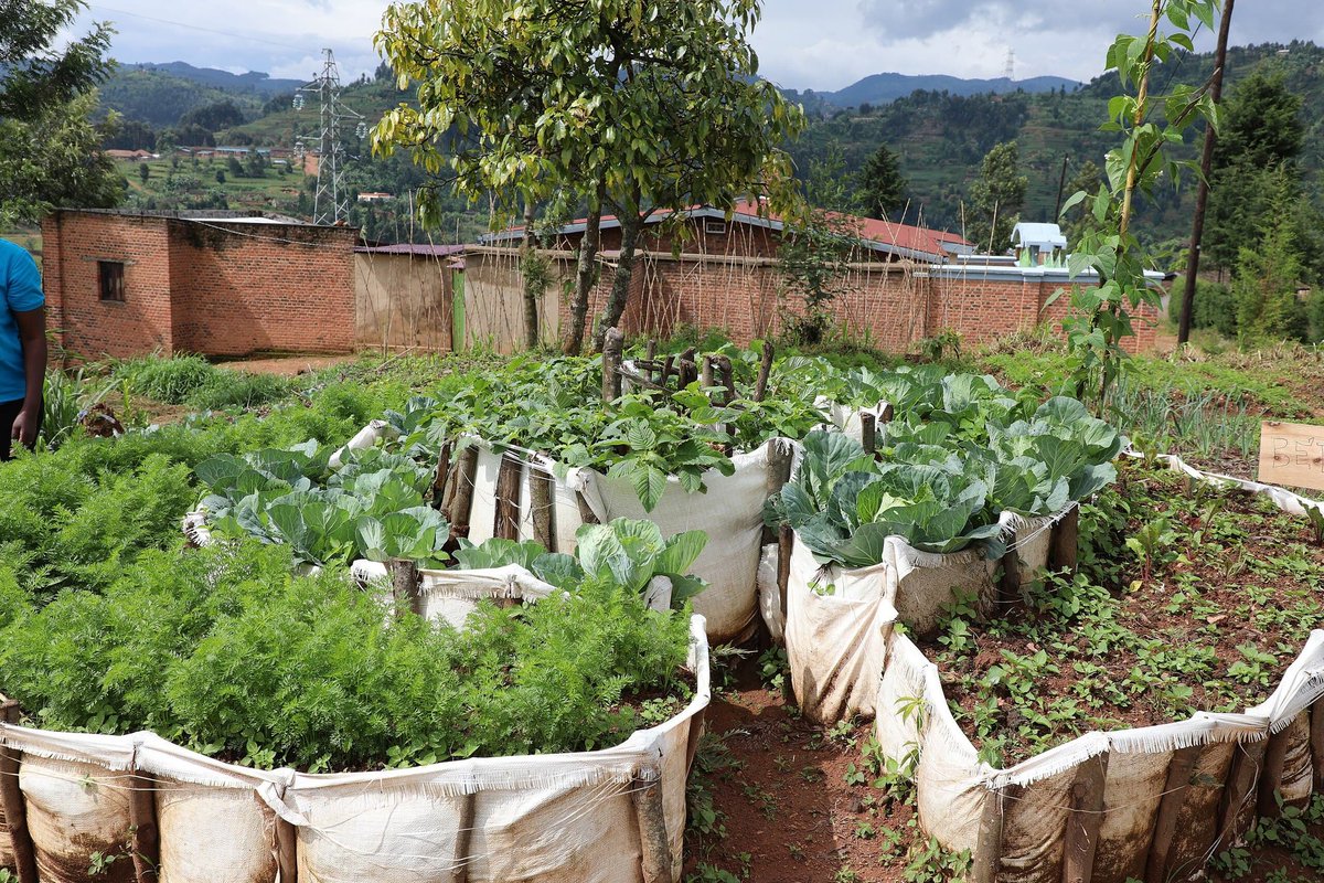 WLFRWorks2024's tweet photo. A Bountiful Week Ahead! 🌾🐄

Let's kick off the week with images of the heart of Rwanda's rural life: agriculture and farming.

From lush green fields to grazing cattle, these images showcase the beauty and resilience of our rural communities.

Continue... https://t.co/SR5Ahx8Sjy