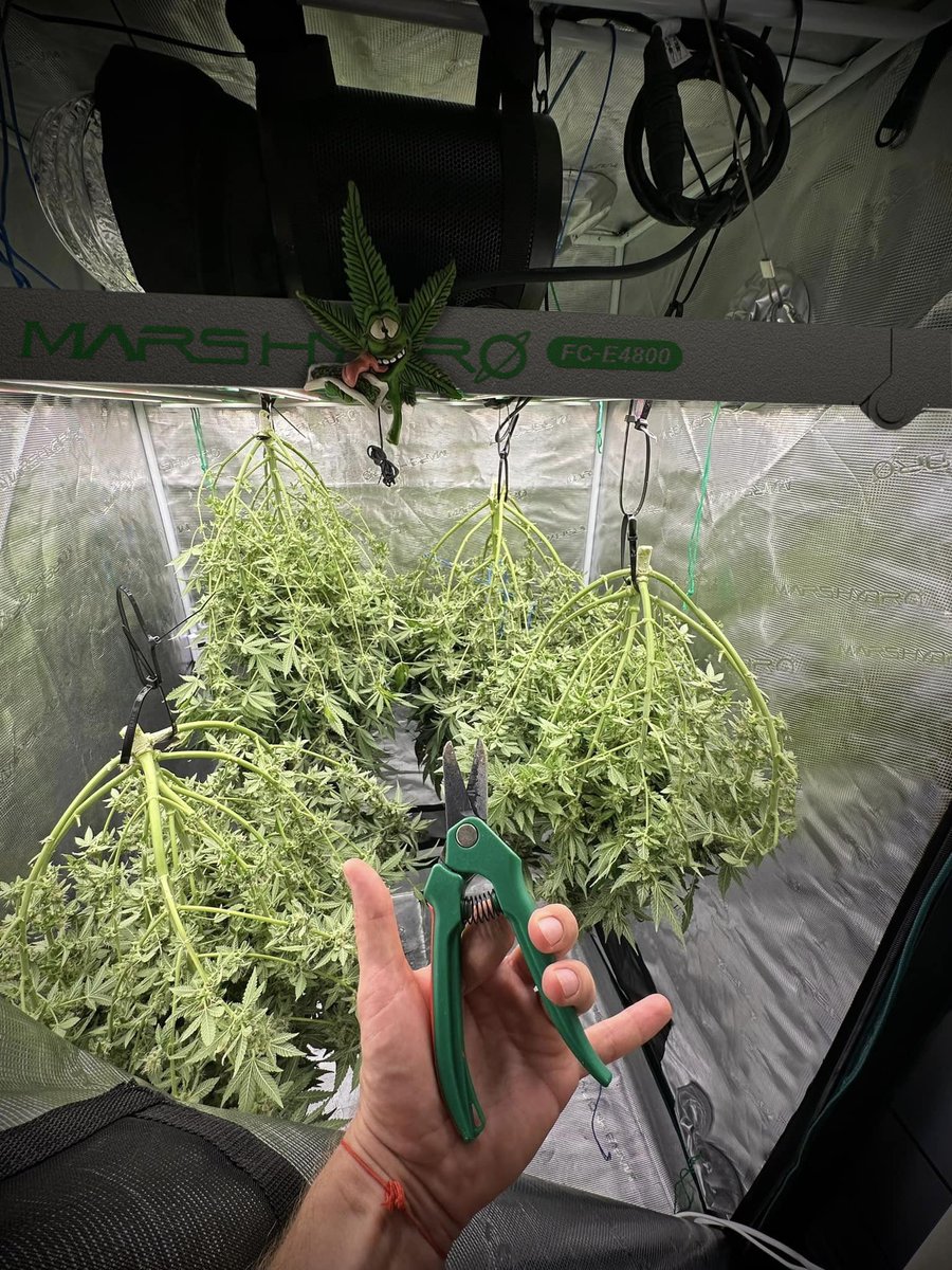 MarsHydroLight's tweet image. Guess what!? The happiest time of year - chop day! ✂

Grown under the MarsHydro new FC-E4800 LED Grow Lights! 💡

Hope you all have a safe one!  Let’s Go Growmies!! 💪

Learn more➡️mars-hydro.com/info/post/a-co…

#marshydro #fce4800 #chopday #harvest #growyouown