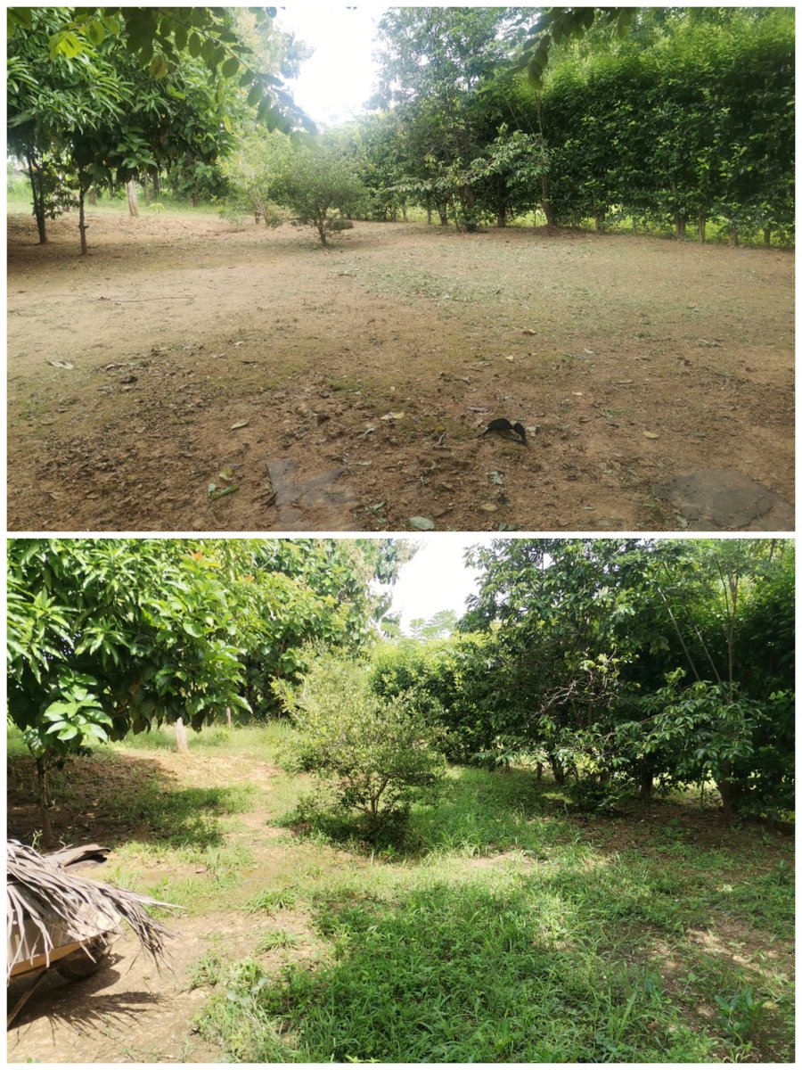 arthurparamedic's tweet photo. Jardineria y desmalezamiento de todo tipo de terreno en Carabobo.... teléfono 04124912745 https://t.co/q0isEUBuAK