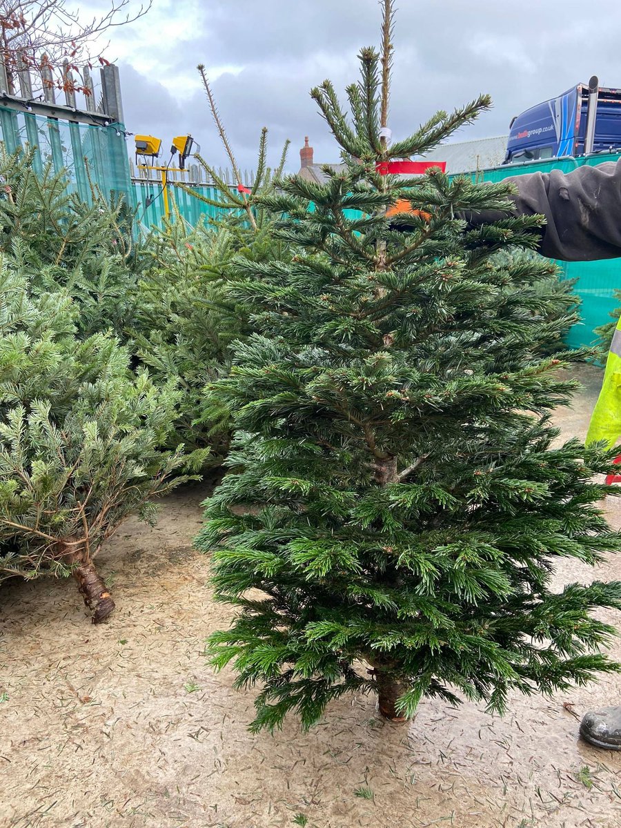 BulkGroup's tweet photo. Just 2 weeks until Christmas!  If you haven't got your tree up yet, let us supply you with the finest, locally grown, Nordmann Fir Trees money can buy! 🎄 🤩

Call in and pick up (or let us deliver you) a tree this week, we're here until 5pm weekdays, 4pm Sat, 2.30pm Sun. https://t.co/HHoeCzHLwb