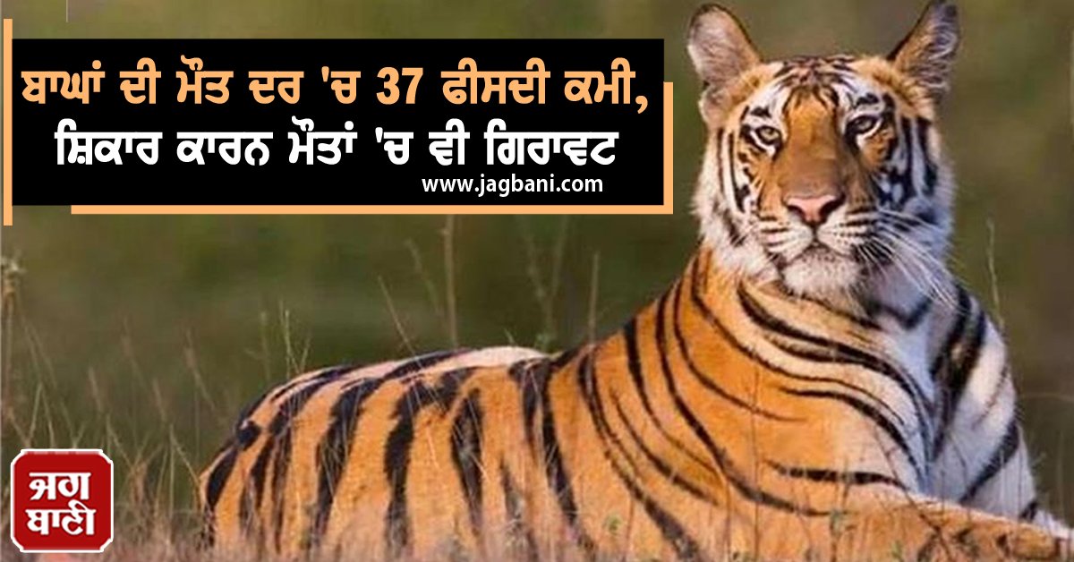 JagbaniOnline's tweet photo. ਬਾਘਾਂ ਦੀ ਮੌਤ ਦਰ 'ਚ 37 ਫੀਸਦੀ ਕਮੀ, ਸ਼ਿਕਾਰ ਕਾਰਨ ਮੌਤਾਂ 'ਚ ਵੀ ਗਿਰਾਵਟ
https://t.co/foOOK5V1ke
#India #TigerMortalityRate #Decline #ProtectionMeasures https://t.co/UeYqoqi4tY