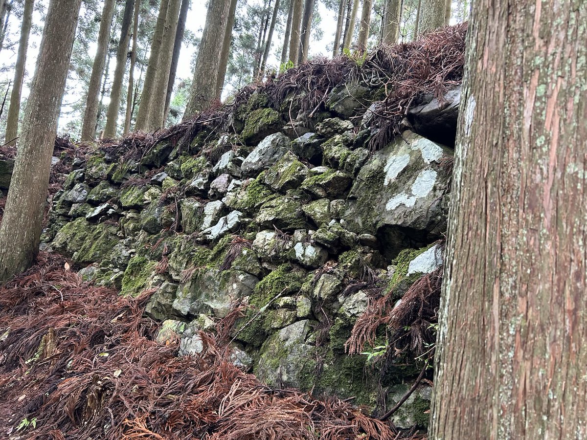 周山城本丸を囲むように大きな石垣が階段状に残されている。すぐ南側のものと少し行った西尾根北側と２箇所あるが、西尾根の方がかっこいい。しかし光秀さん、どうしてこんな場所にこんな大きなお城作ったの？　#周山城 　#明智光秀