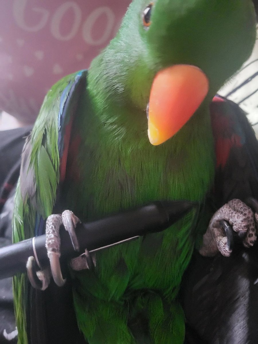 LoveIock_'s tweet photo. Hello everyone
Today my beloved parrot died, after 8 amazing years together he suddenly passed away
Understandably, I won't be returning to work on the 10th as I had hoped, I can't even begin to describe how much pain I'm in
Refunds can be given to those who don't want to wait once I'm able to, I'm sorry to everyone I've disappointed.
I'm going on hiatus for a bit.