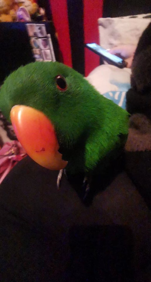 LoveIock_'s tweet photo. Hello everyone
Today my beloved parrot died, after 8 amazing years together he suddenly passed away
Understandably, I won't be returning to work on the 10th as I had hoped, I can't even begin to describe how much pain I'm in
Refunds can be given to those who don't want to wait once I'm able to, I'm sorry to everyone I've disappointed.
I'm going on hiatus for a bit.