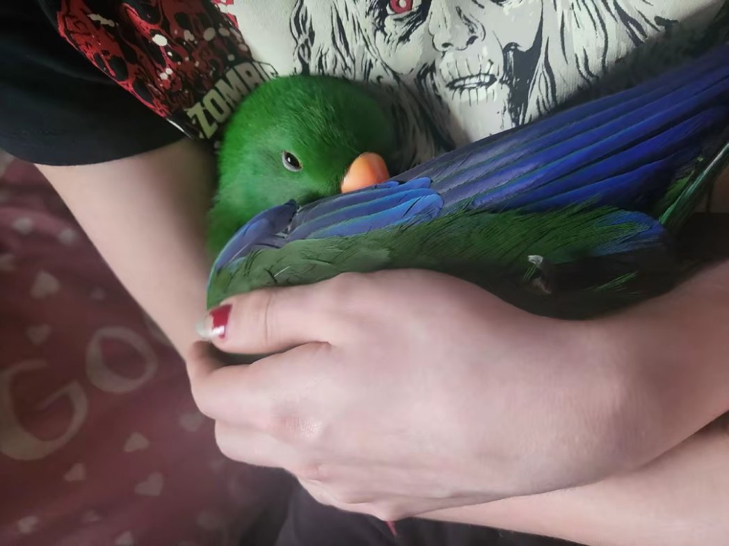 LoveIock_'s tweet photo. Hello everyone
Today my beloved parrot died, after 8 amazing years together he suddenly passed away
Understandably, I won't be returning to work on the 10th as I had hoped, I can't even begin to describe how much pain I'm in
Refunds can be given to those who don't want to wait once I'm able to, I'm sorry to everyone I've disappointed.
I'm going on hiatus for a bit.