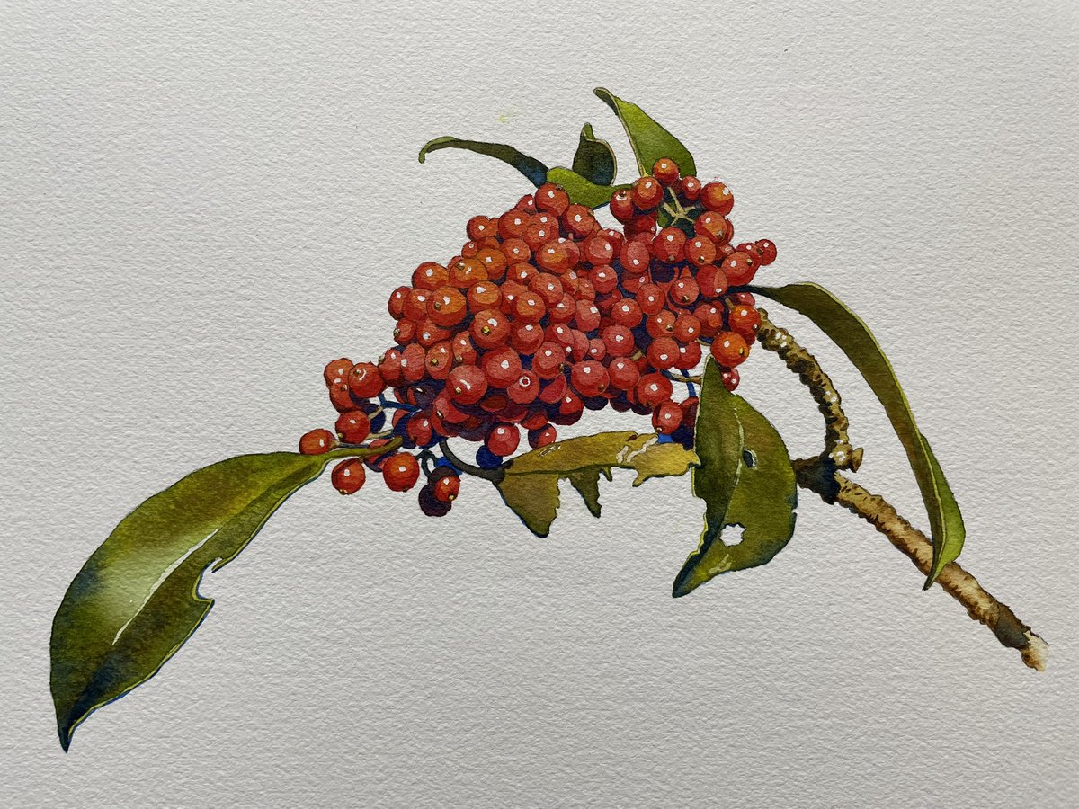 南天はいいよなぁ アルシュ水彩紙 23✖️31cm #水彩画 #植物イラスト