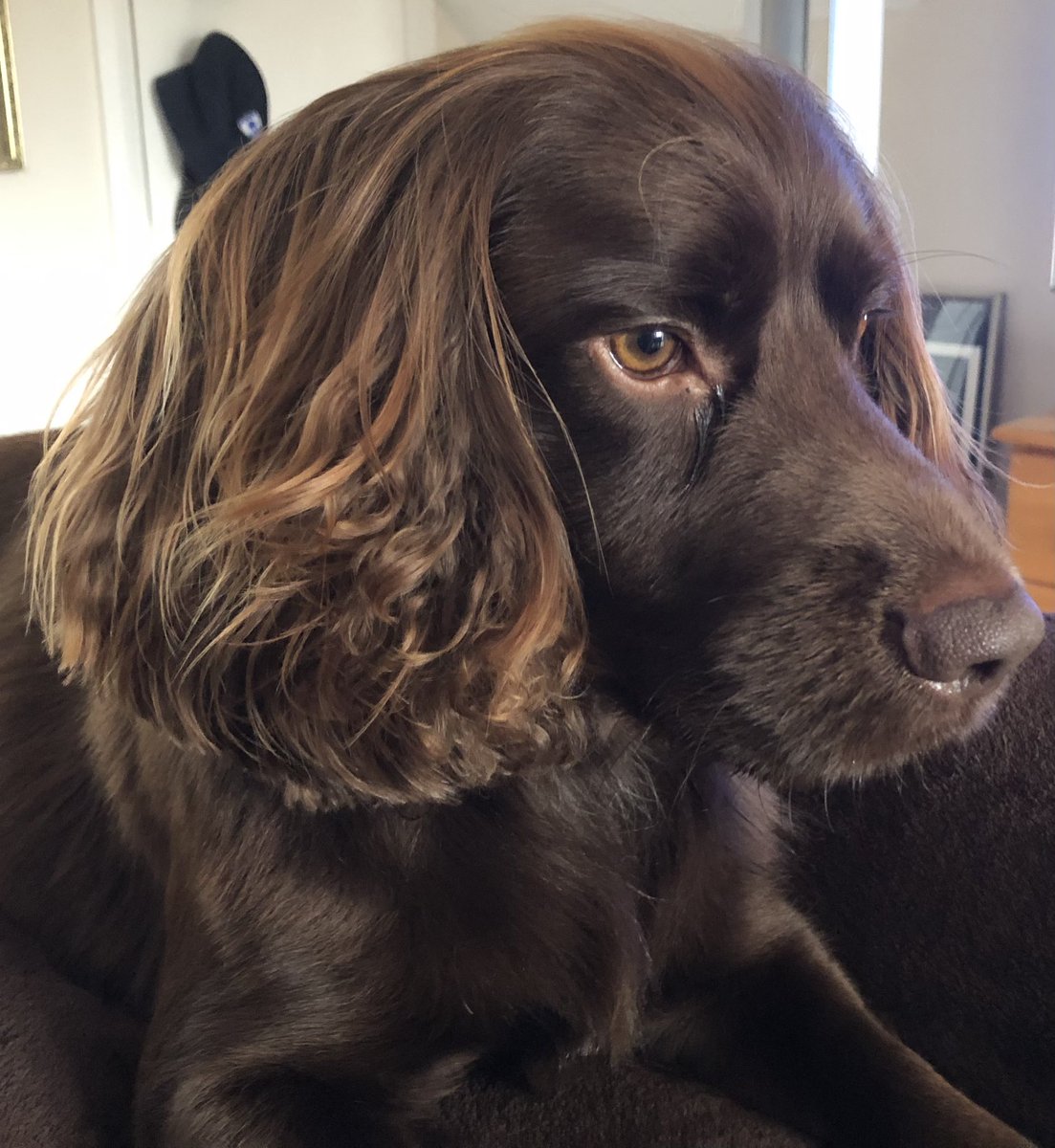 Murphy 🐶 Barkley's Little Brother tweet media