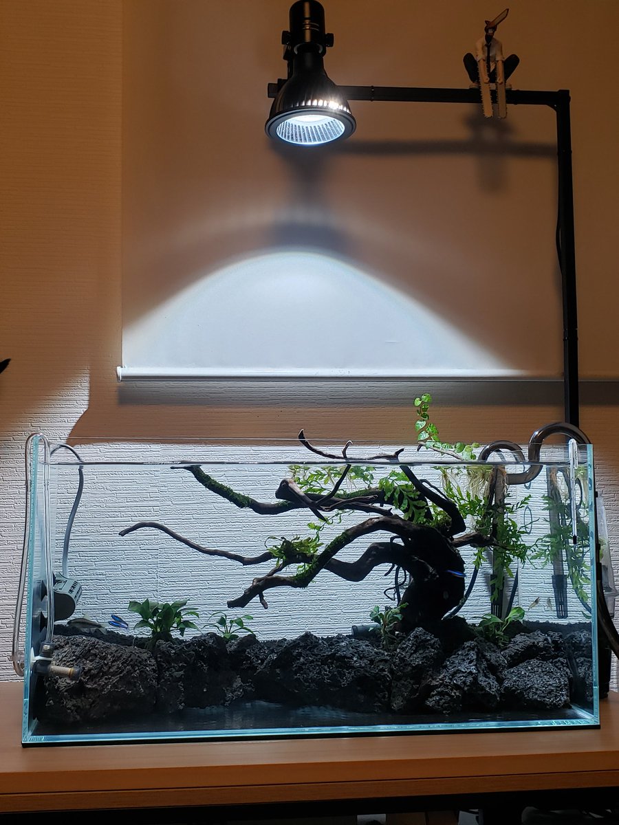 genn0803's tweet photo. こないだ水入れて流木に活着系水草つけて養生してたｱﾇﾋﾞｽﾅﾅﾐﾆとブセのﾃｨｱｸﾞﾘｰﾝを適当にいれた🌿あと避難してたお魚達も入れた🐟 https://t.co/mZm3daWBtI