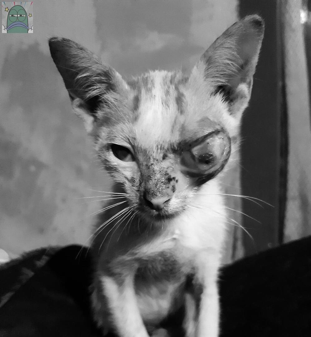 💚 ⚠️ tw // mata bengkak

 temen2 izin buka donasi untuk Cipi. kondisi sedikit demam &amp; klamidia, butuh tindakan segera 🥲😭

mohon bantu rt &amp; doa nya ya terimakasih 😭🙏

thread di reply yaa 💚