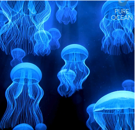 #STARTUP #DEEPTECH #OCEAN #MENTORAT #FRANCESTARTUPOCEANS : LE PROJET 169 t Antarctic biolum france-startup-oceans.eu/2024/12/startu… via <a href="/oceans_startup/">Francestartupoceans</a>