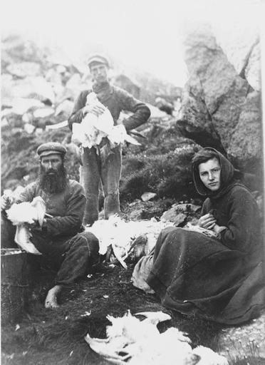 Everyone was involved in the seabird harvest , storing up vital supplies for the winter