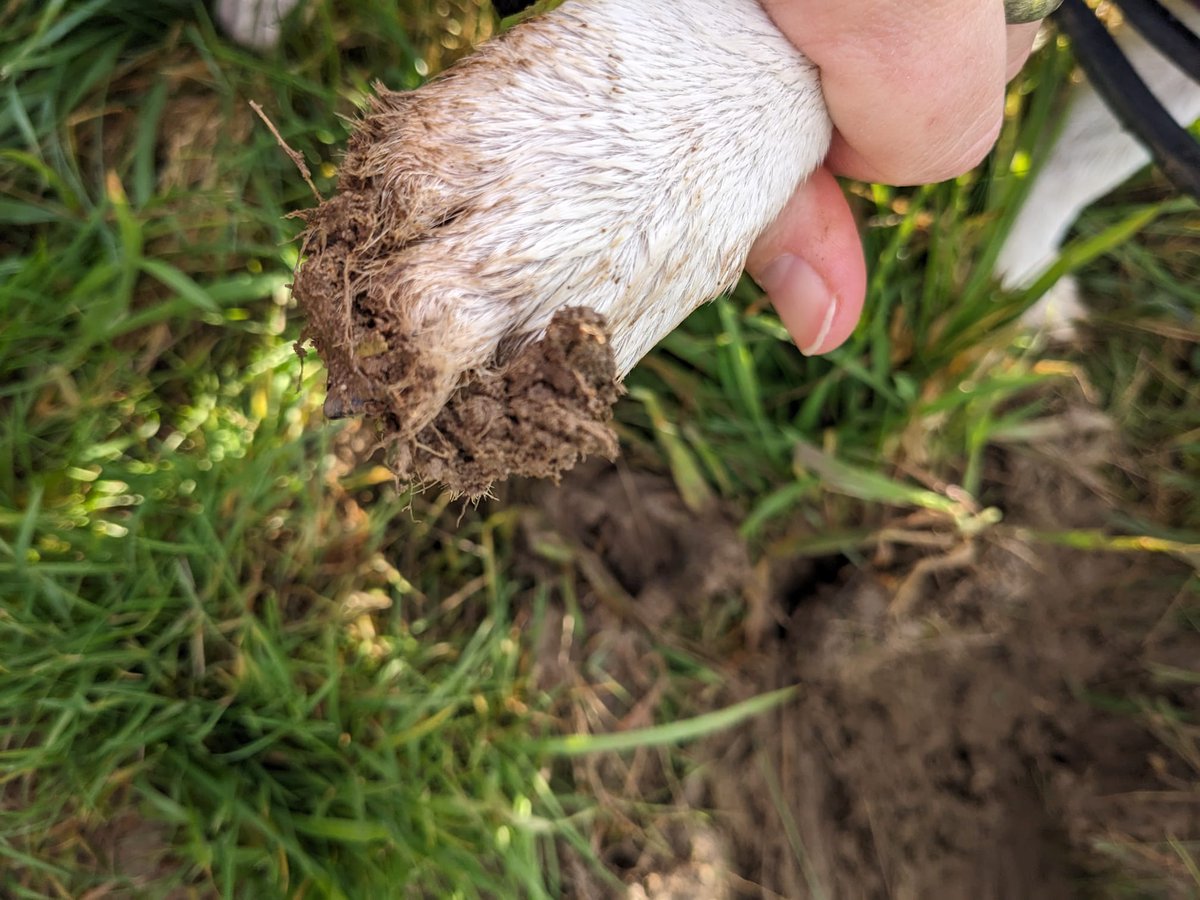 I discovered a new #soil type hidden in my #dog's paws: 'Doggysol'!