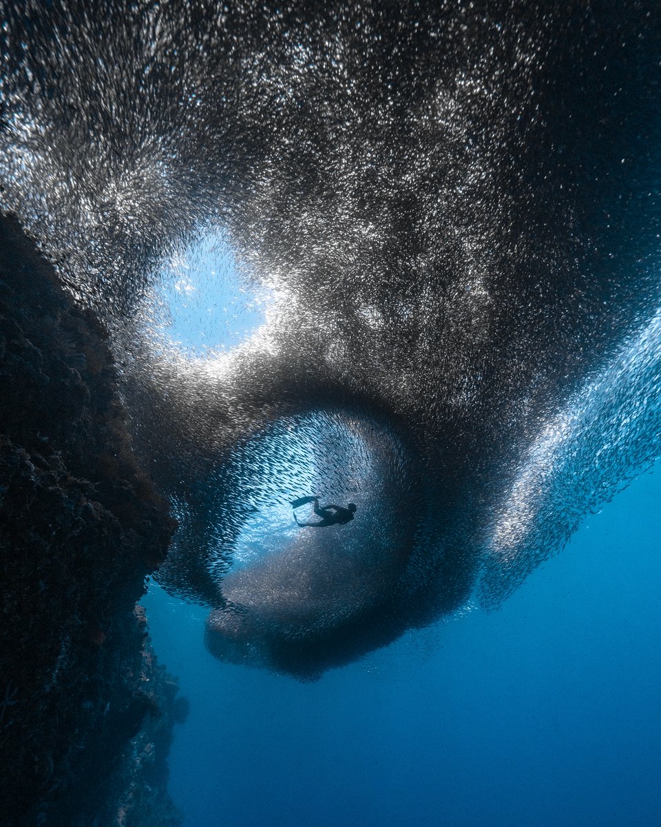 deeperblue's tweet image. Marine Life Monday 

Freediver @zivvolosky
📸 @ben.freediver