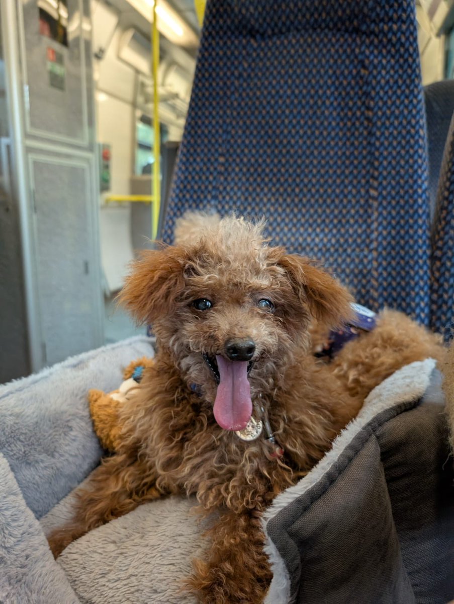 HELP FIND CAMP

Neil spoke earlier to heartbroken Catriona whose 10 year old Toy Poodle 'Camp' fell into the River Lee yesterday, after falling through a hole on the Shakey Bridge. The Fire Service tried to help but there was no sign of little Camp.

Have you seen him?