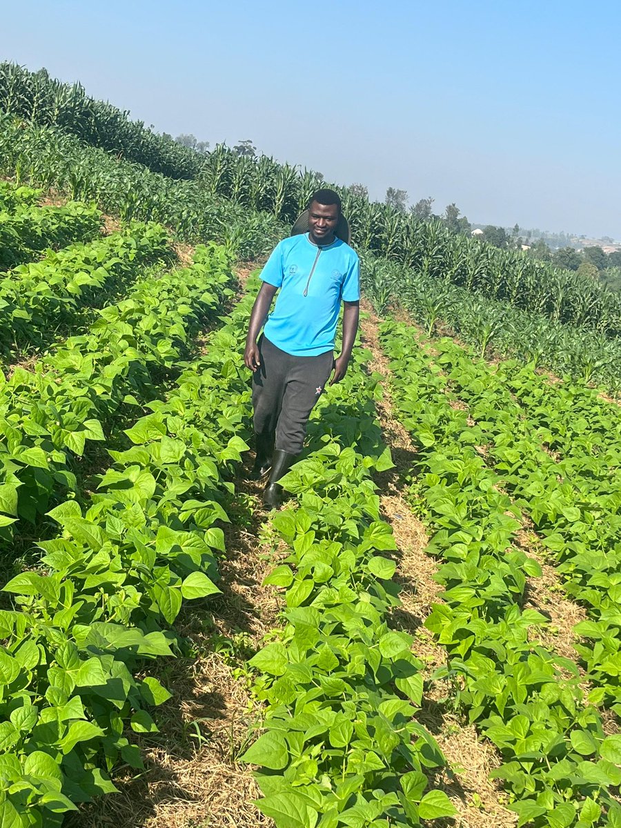 TWIZERIMANA J. Pierre Tito (@titobenimana) on Twitter photo #Beans Field scouting for regularly examining a field,to assess crop and pest concerns, and to make decisions about crop management. <a href="/EmmyGisa3/">Gisa w'I Rwanda🇷🇼❤️🇷🇼</a> <a href="/EricRukebesha/">Eric RUKEBESHA</a> <a href="/niyonzimapheni1/">Phenias Niyonzima</a> #Beans Field scouting for regularly examining a field,to assess crop and pest concerns, and to make decisions about crop management. <a href="/EmmyGisa3/">Gisa w'I Rwanda🇷🇼❤️🇷🇼</a> <a href="/EricRukebesha/">Eric RUKEBESHA</a> <a href="/niyonzimapheni1/">Phenias Niyonzima</a>